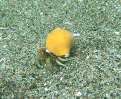 Pagurus granosimanus