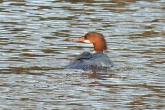 Mergus merganser merganser