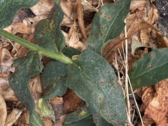 Hieracium lachenalii