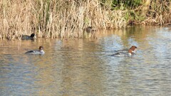 Mergus merganser merganser