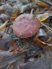 Rheubarbariboletus persicolor
