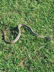 Thamnophis sirtalis pallidulus