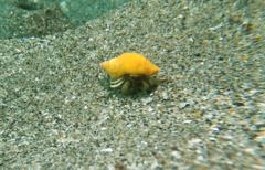 Pagurus granosimanus