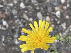 Hieracium lachenalii