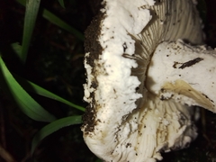 Amanita strobiliformis