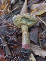 Rheubarbariboletus persicolor
