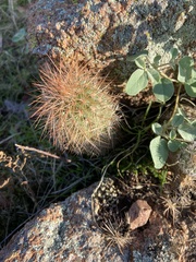 Echinocereus reichenbachii baileyi
