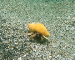 Pagurus granosimanus