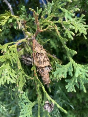 Thyridopteryx ephemeraeformis