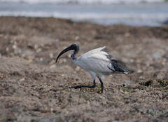 Threskiornis aethiopicus