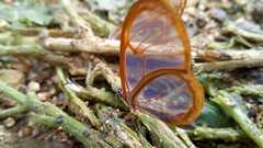 Pteronymia rufocincta