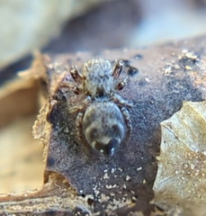 Habronattus coecatus
