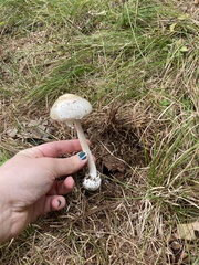 Amanita suballiacea
