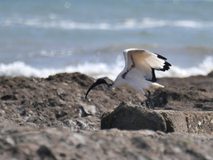 Threskiornis aethiopicus