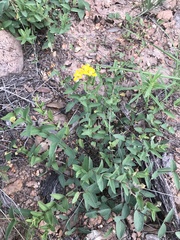 Aspicarpa hirtella