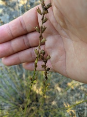Stachys angustifolia