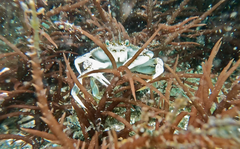 Metacarcinus magister