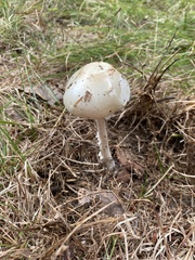 Amanita suballiacea