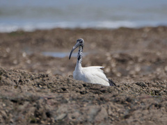 Threskiornis aethiopicus