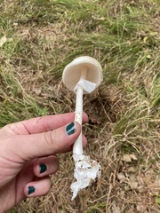 Amanita suballiacea