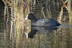 Fulica atra atra