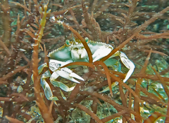 Metacarcinus magister