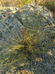 Stachys angustifolia