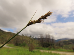 Carex tumulicola