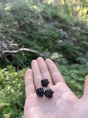 Rubus laciniatus