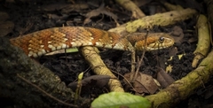 Nerodia fasciata