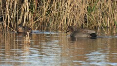 Mareca strepera strepera