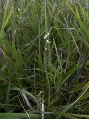 Spiranthes lacera gracilis