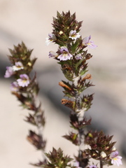 Euphrasia minima