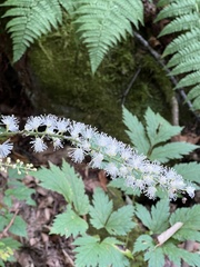 Actaea
