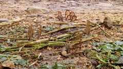 Pteronymia rufocincta