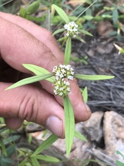 Mitracarpus breviflorus