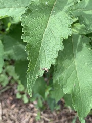 Coccinellidae