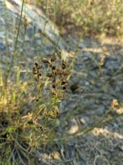 Stachys angustifolia