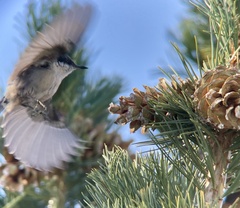 Sitta pygmaea