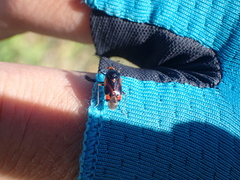 Deraeocoris ruber