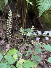 Actaea