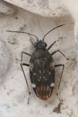 Macrosaldula variabilis