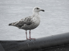 Larus schistisagus