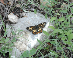 Chlosyne endeis pardelina