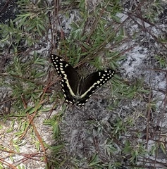 Papilio palamedes