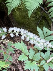 Actaea