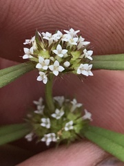 Mitracarpus breviflorus