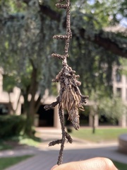 Thyridopteryx ephemeraeformis