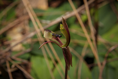 Chiloglottis formicifera