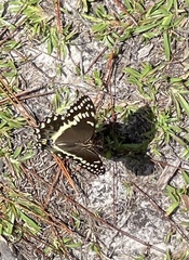 Papilio palamedes
